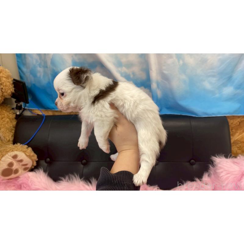 販売中の兵庫県のチワワ(ロングコート)-446021の3枚目