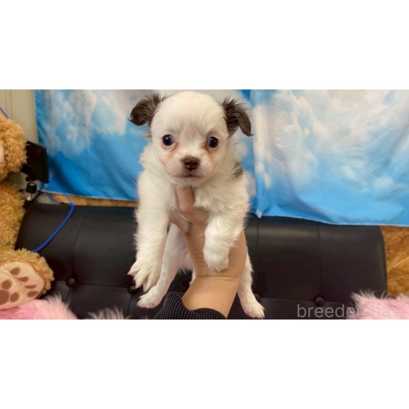 販売中の兵庫県のチワワ(ロングコート)-446021の2枚目