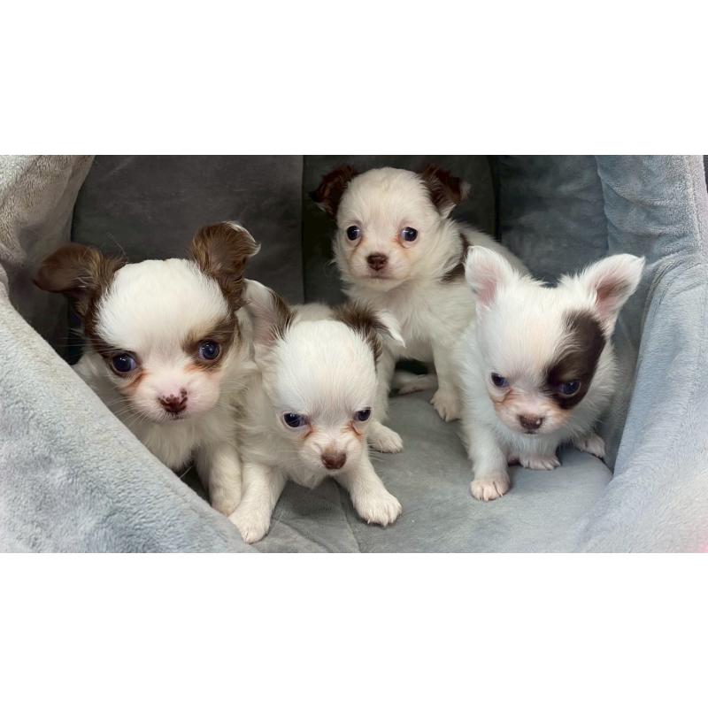 販売中の兵庫県のチワワ(ロングコート)-446022の12枚目