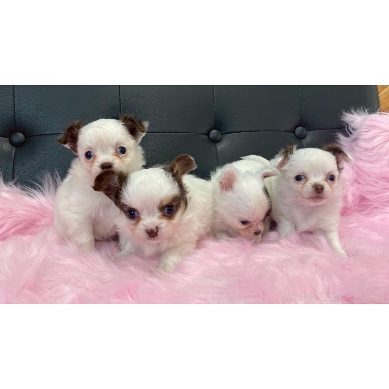 販売中の兵庫県のチワワ(ロングコート)-446022の11枚目