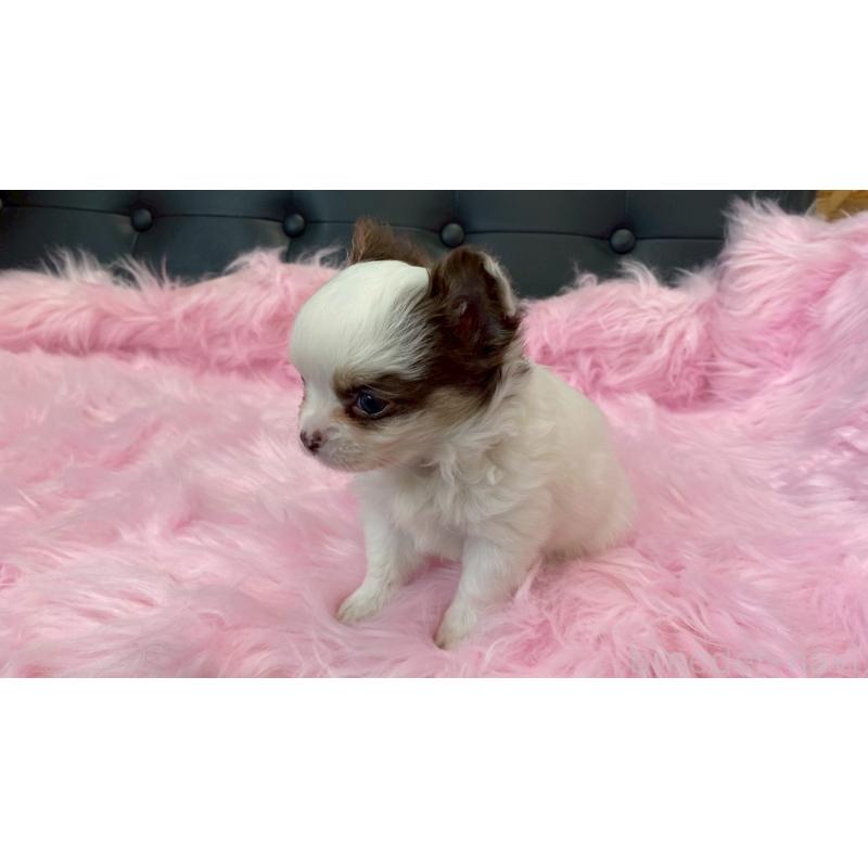 販売中の兵庫県のチワワ(ロングコート)-446022の9枚目