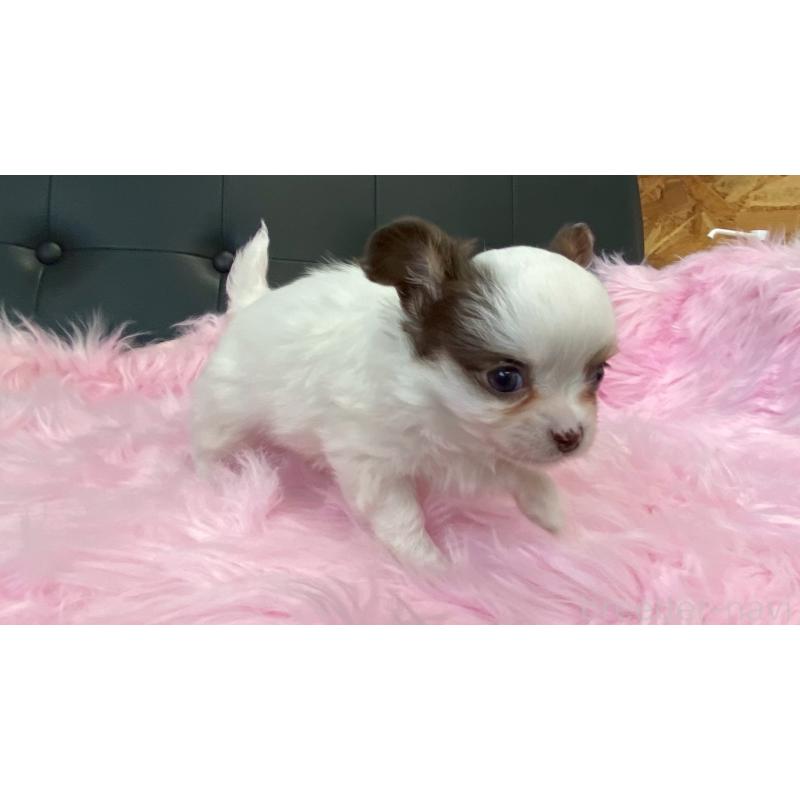 販売中の兵庫県のチワワ(ロングコート)-446022の7枚目