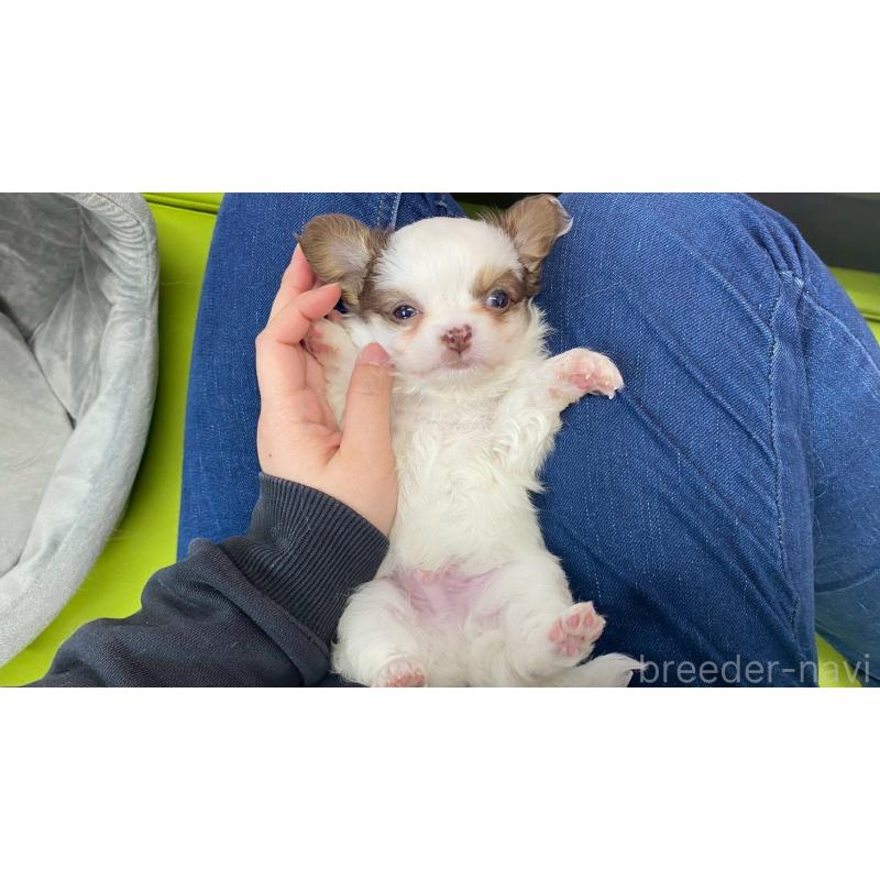 販売中の兵庫県のチワワ(ロングコート)-446022の5枚目