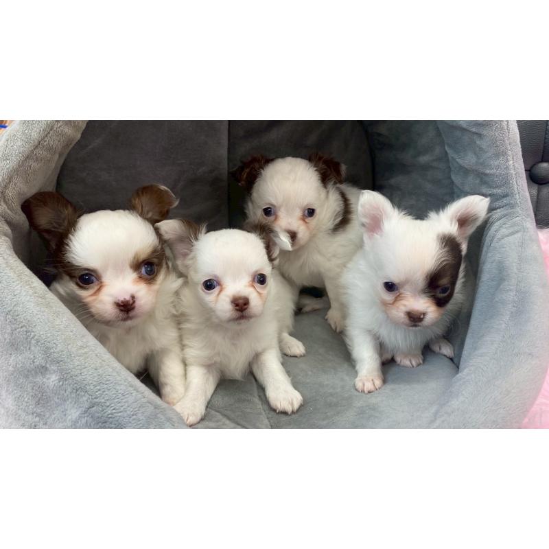 販売中の兵庫県のチワワ(ロングコート)-446023の9枚目