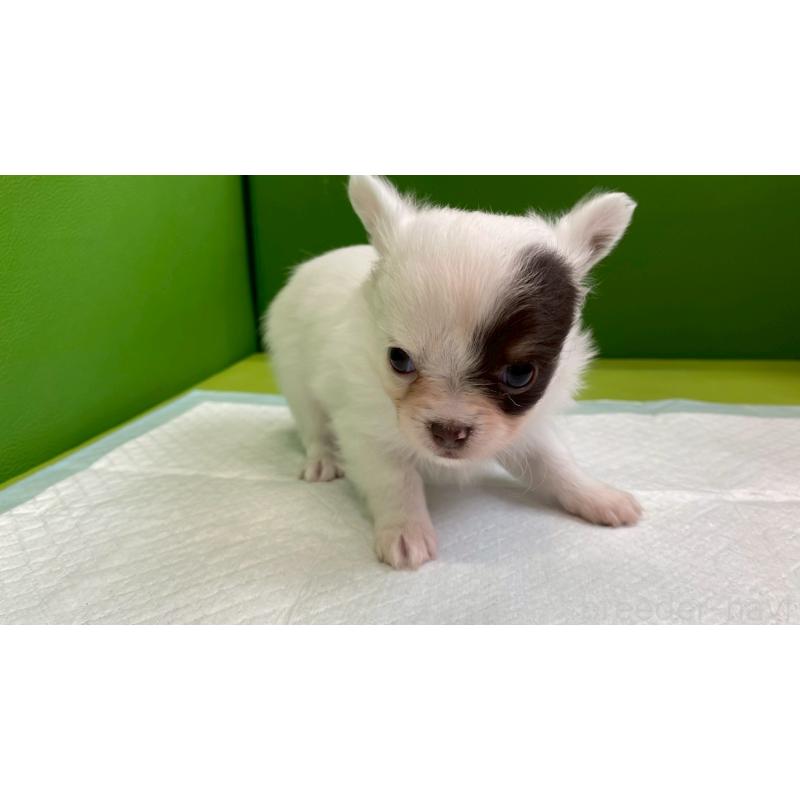 販売中の兵庫県のチワワ(ロングコート)-446023の8枚目