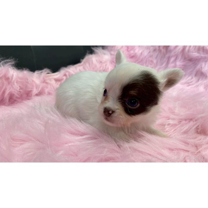 販売中の兵庫県のチワワ(ロングコート)-446023の7枚目