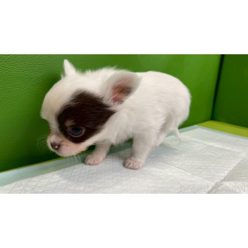 販売中の兵庫県のチワワ(ロングコート)-446023の6枚目