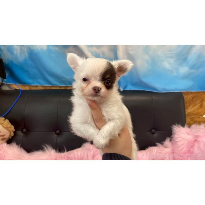 販売中の兵庫県のチワワ(ロングコート)-446023の3枚目