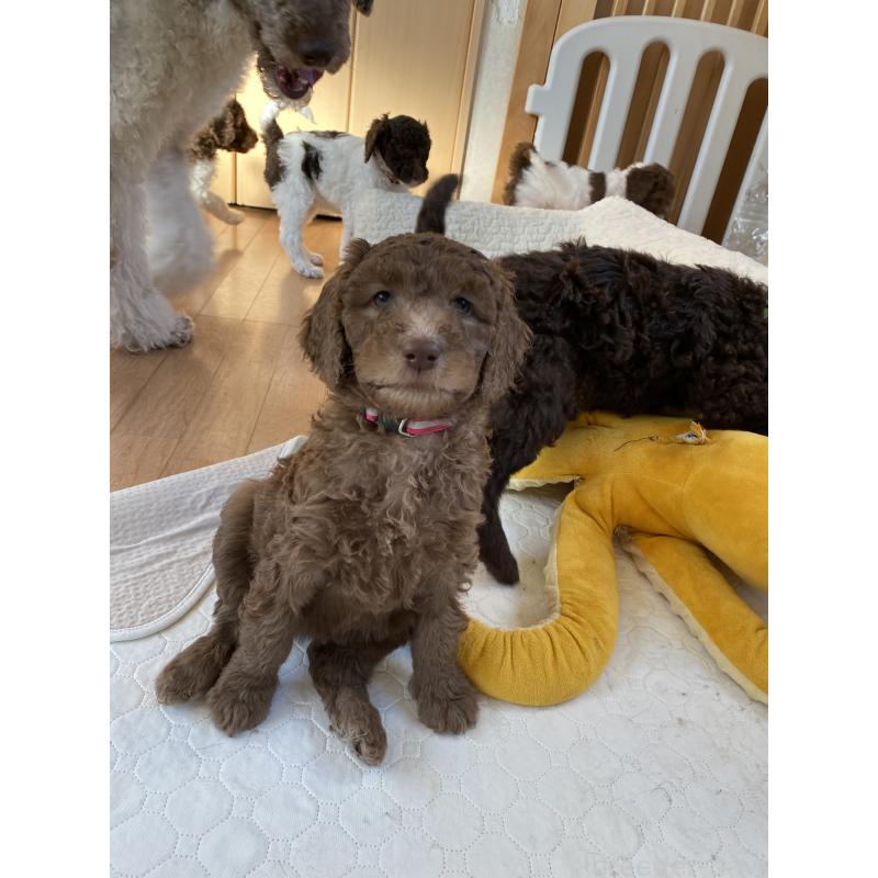 販売中の茨城県のスタンダードプードル-440450の4枚目