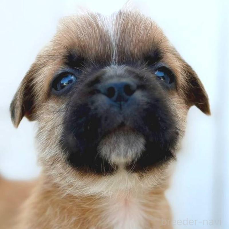 販売中の茨城県のミックス犬-442559