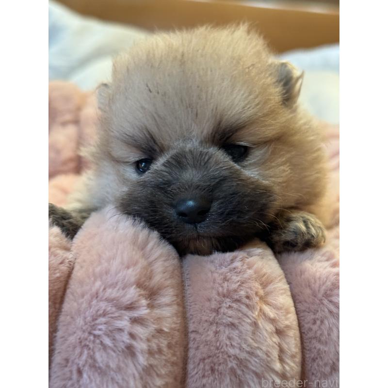 販売中の大分県のポメラニアン-446024の6枚目