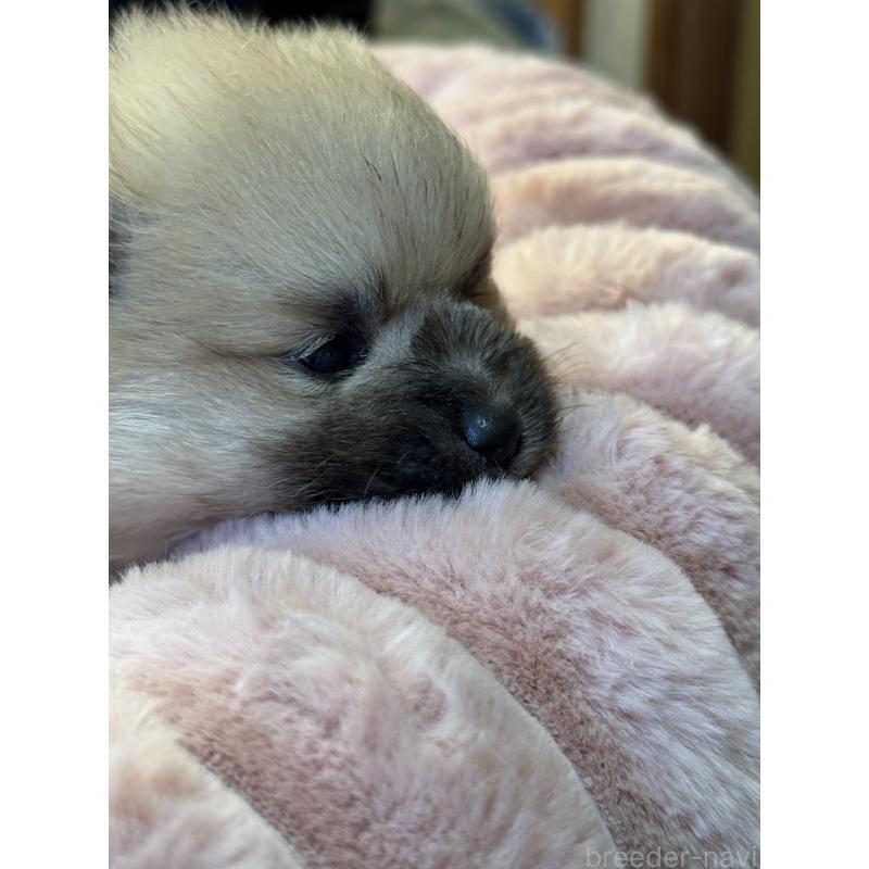 販売中の大分県のポメラニアン-446024の5枚目