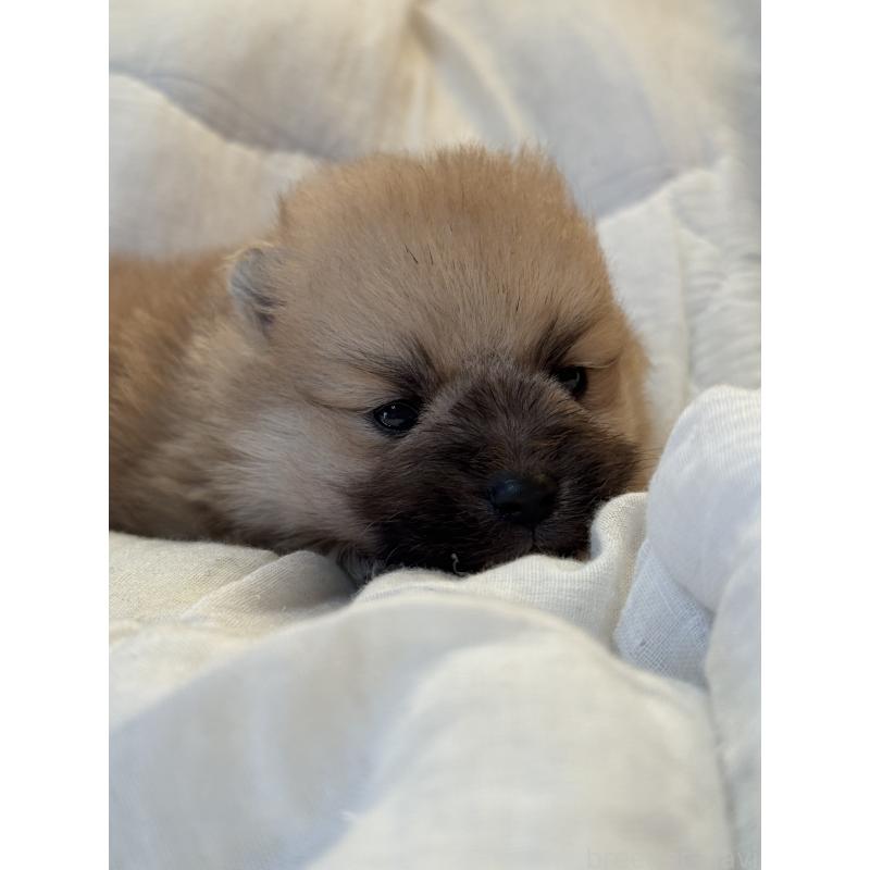 販売中の大分県のポメラニアン-446024の4枚目