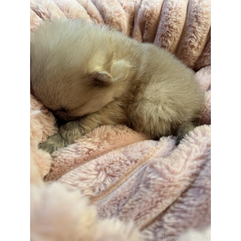 販売中の大分県のポメラニアン-446024の3枚目