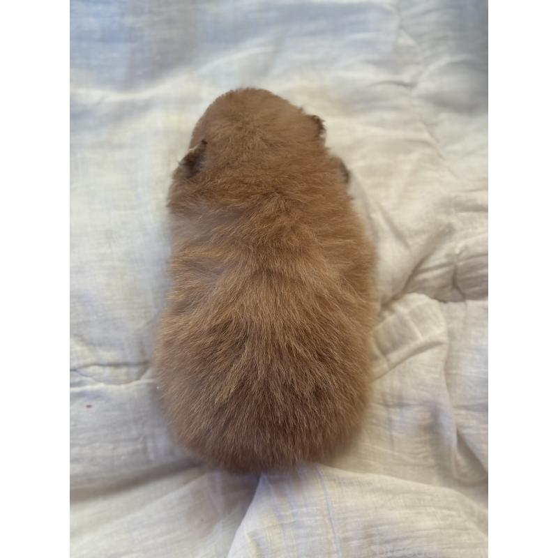 販売中の大分県のポメラニアン-446024の2枚目