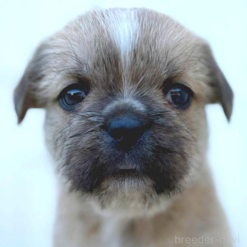 販売中の茨城県のミックス犬-442560