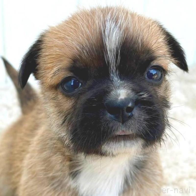 販売中の茨城県のミックス犬-442562