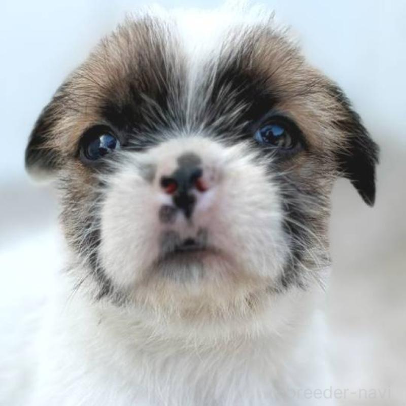 販売中の茨城県のミックス犬-442563