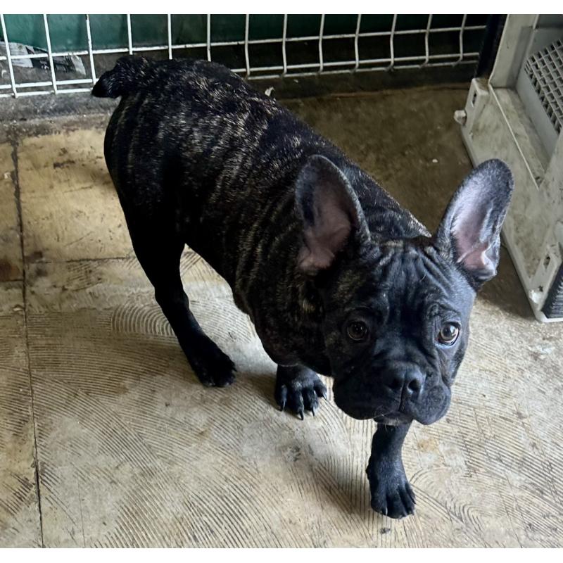 販売中の千葉県のフレンチブルドッグ-422983の1枚目