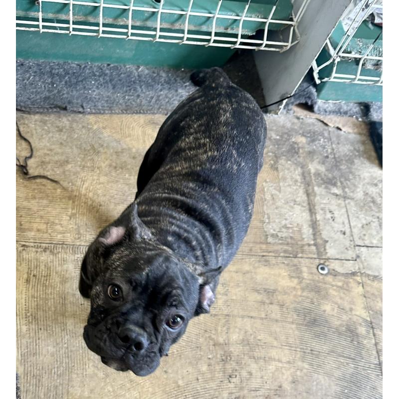 販売中の千葉県のフレンチブルドッグ-422983の4枚目