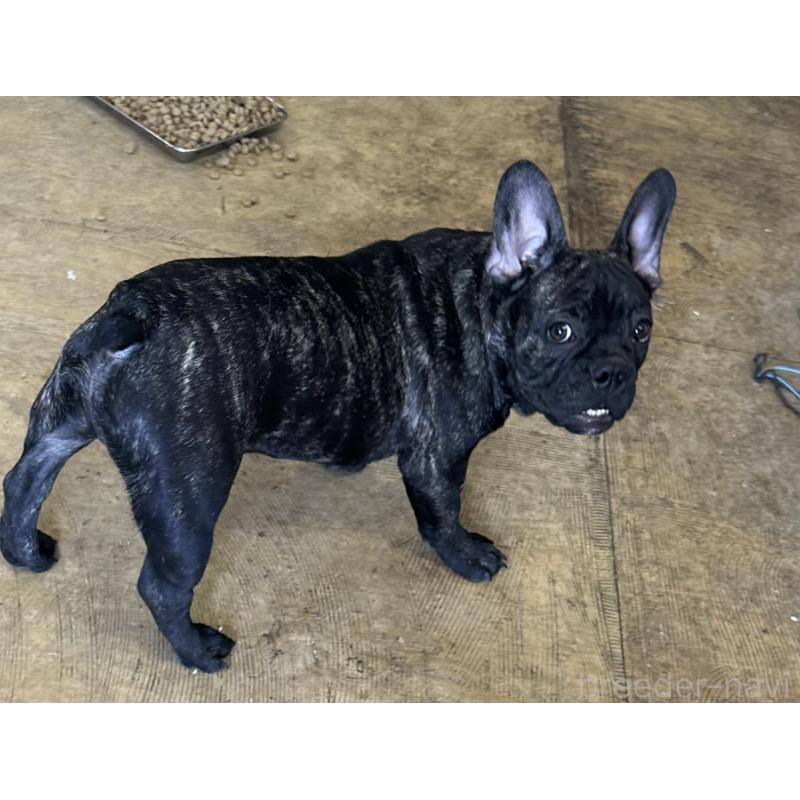 販売中の千葉県のフレンチブルドッグ-422983の3枚目