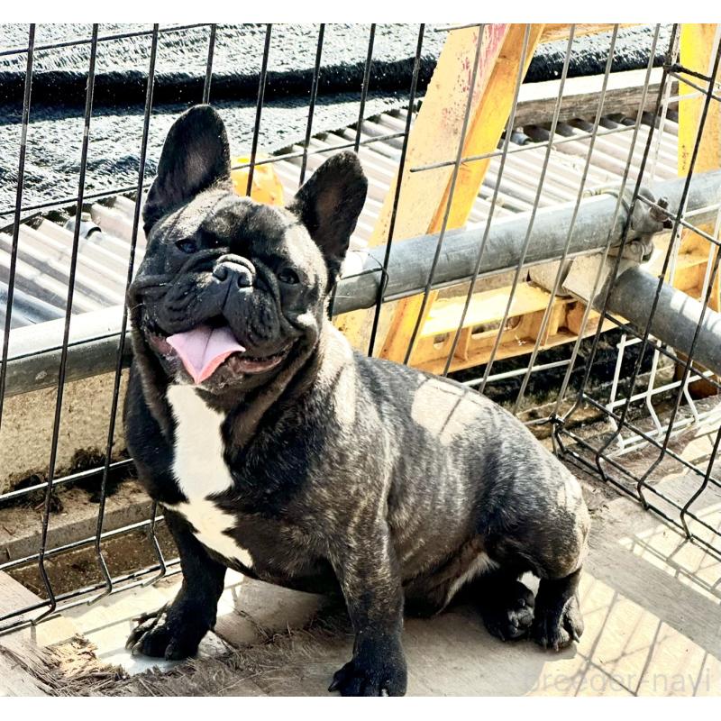 販売中の千葉県のフレンチブルドッグ-398816の6枚目
