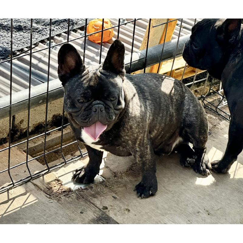 販売中の千葉県のフレンチブルドッグ-398816の5枚目