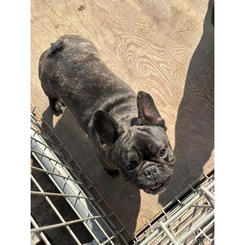 販売中の千葉県のフレンチブルドッグ-398816の3枚目