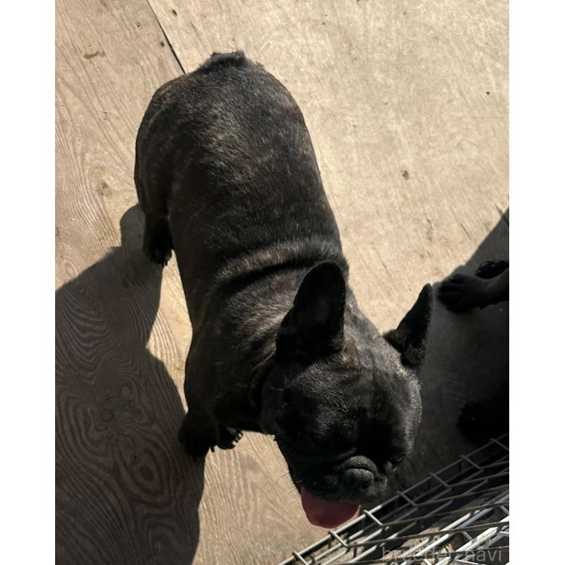 販売中の千葉県のフレンチブルドッグ-398816の2枚目