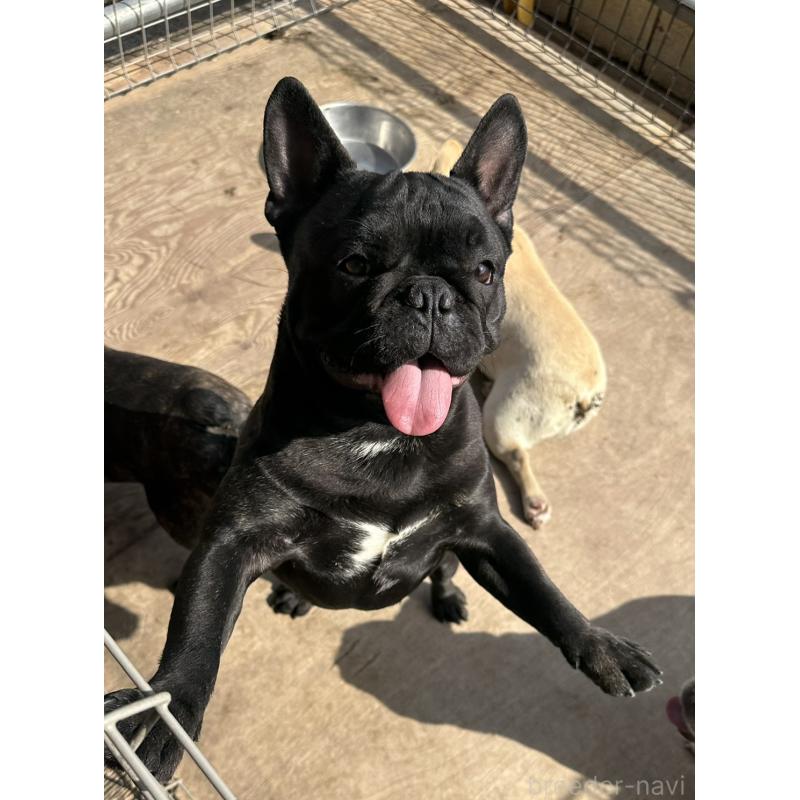 成約済の千葉県のフレンチブルドッグ-398812の10枚目