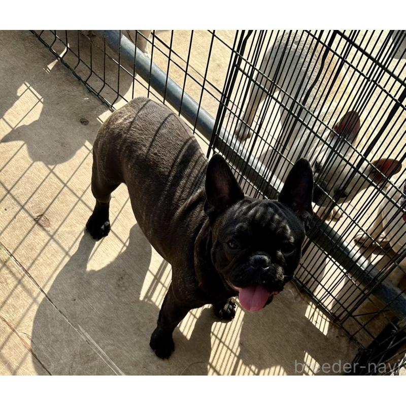 成約済の千葉県のフレンチブルドッグ-398812の9枚目