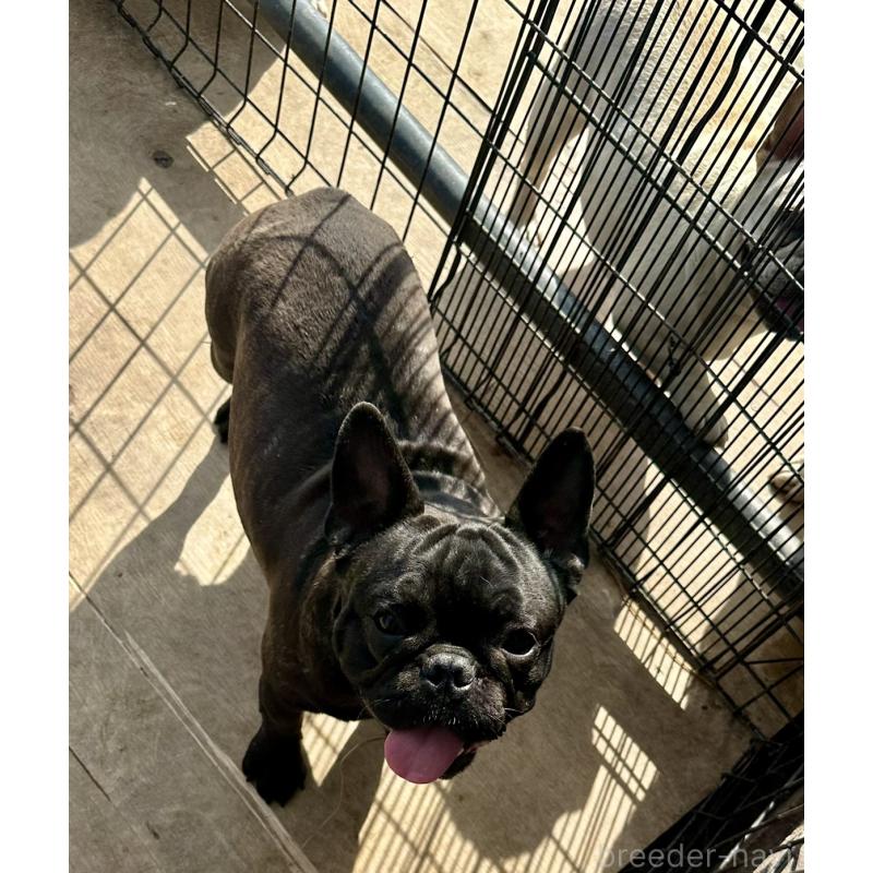 成約済の千葉県のフレンチブルドッグ-398812の8枚目