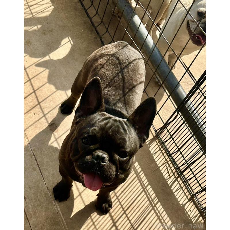 成約済の千葉県のフレンチブルドッグ-398812の7枚目