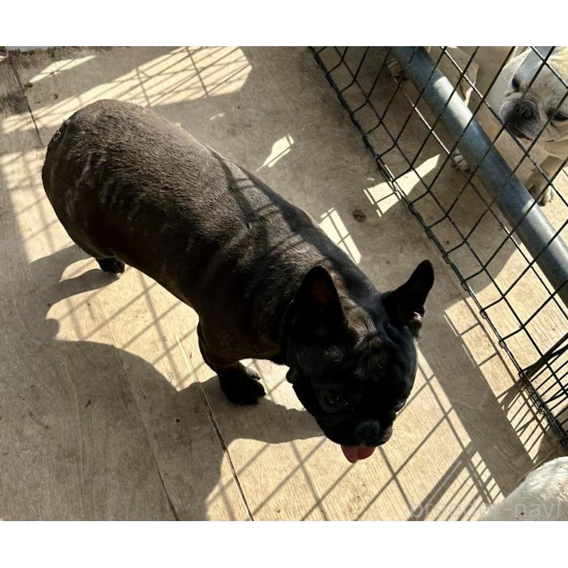 成約済の千葉県のフレンチブルドッグ-398812の6枚目