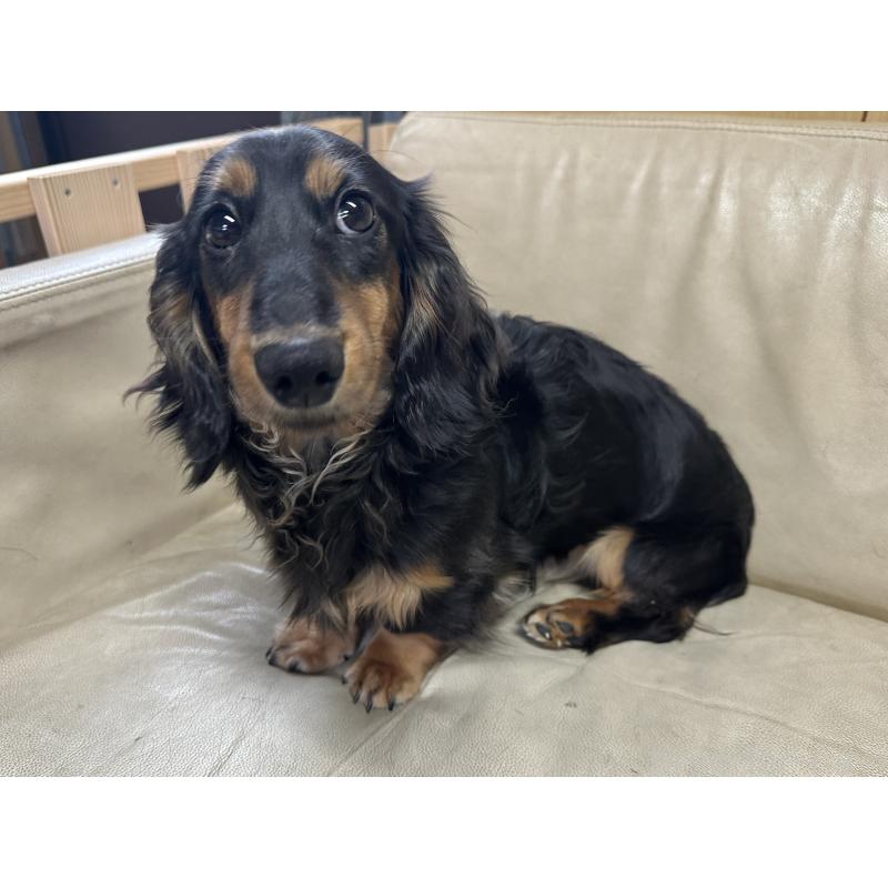 成約済の北海道のミニチュアダックスフンド(ロングヘアード)-400687の8枚目