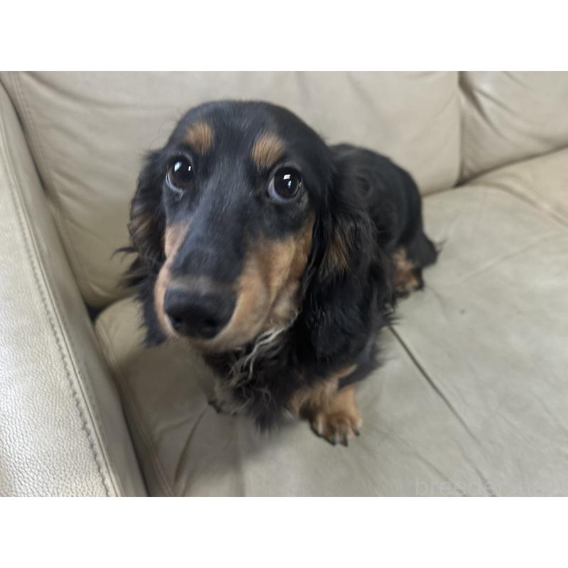 成約済の北海道のミニチュアダックスフンド(ロングヘアード)-400687の7枚目