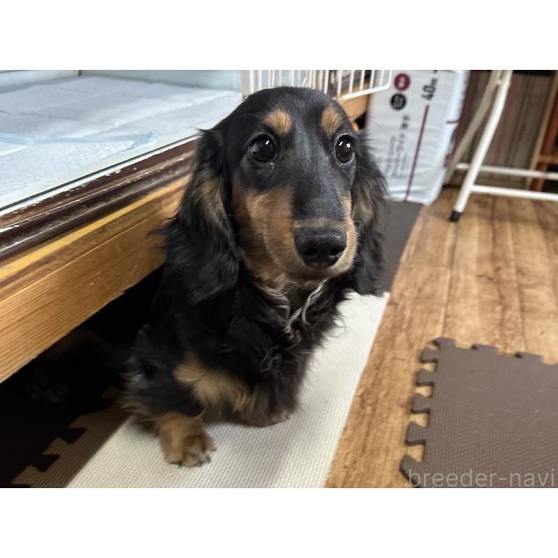 成約済の北海道のミニチュアダックスフンド(ロングヘアード)-400687の6枚目