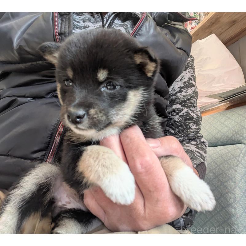 販売中の鹿児島県の豆柴-446027の3枚目