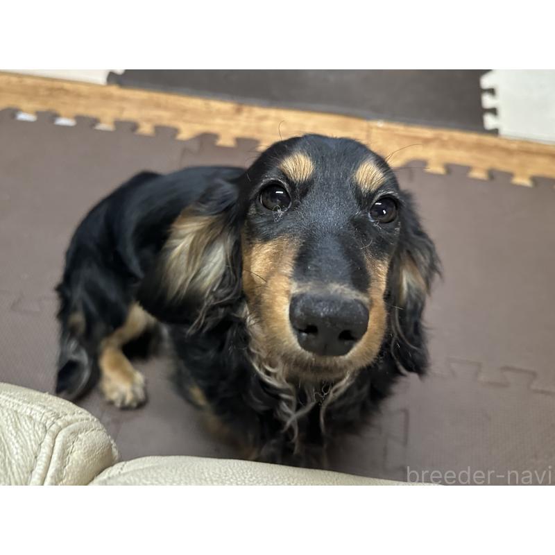 成約済の北海道のミニチュアダックスフンド(ロングヘアード)-400687の5枚目