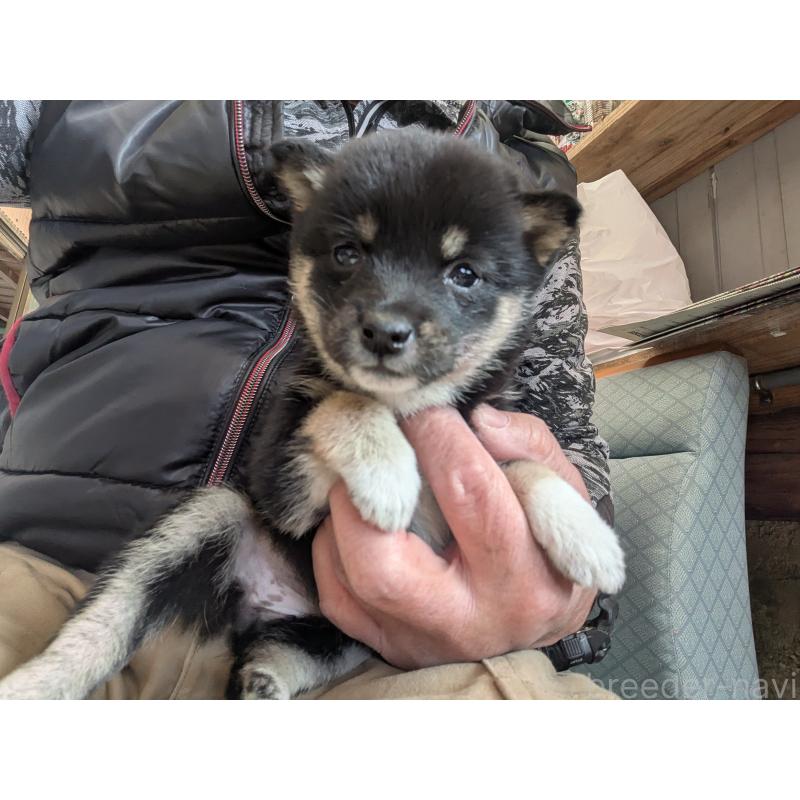 販売中の鹿児島県の豆柴-446027の2枚目