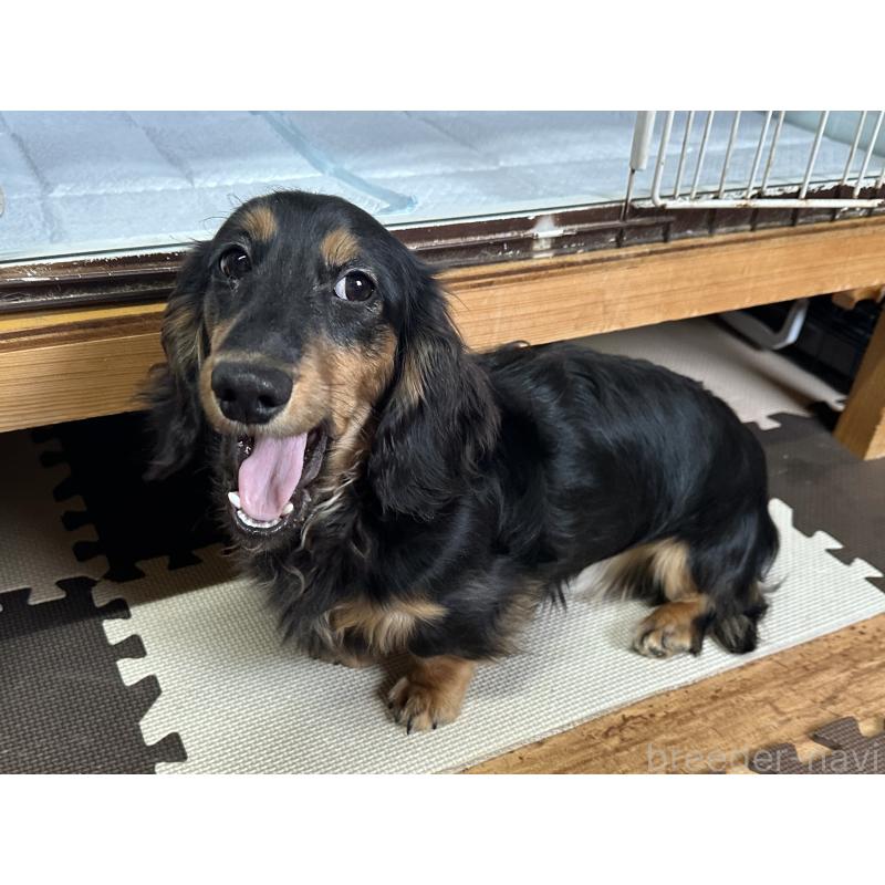 成約済の北海道のミニチュアダックスフンド(ロングヘアード)-400687の4枚目