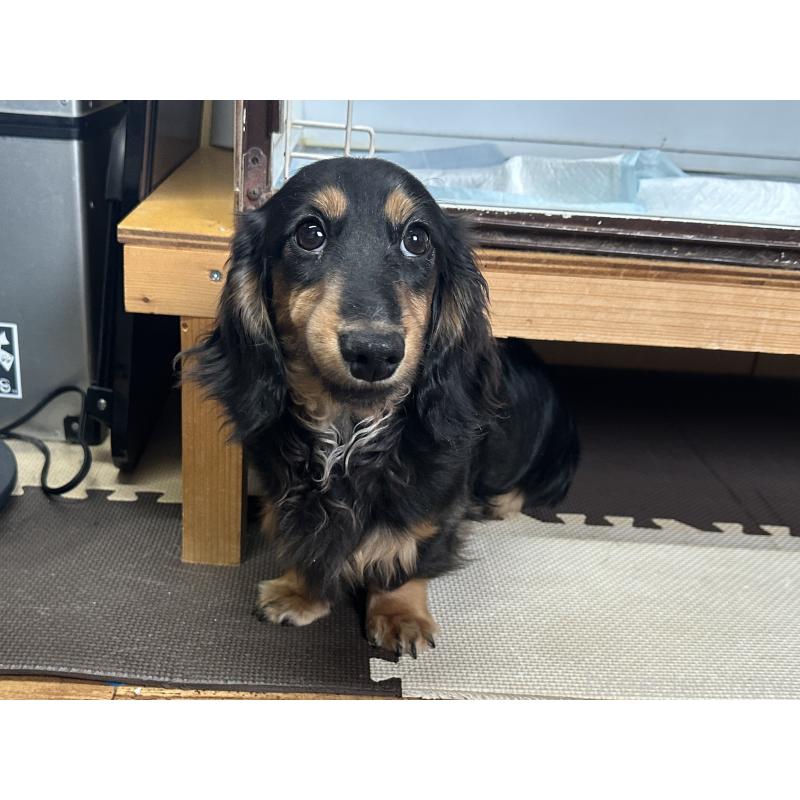 成約済の北海道のミニチュアダックスフンド(ロングヘアード)-400687の3枚目