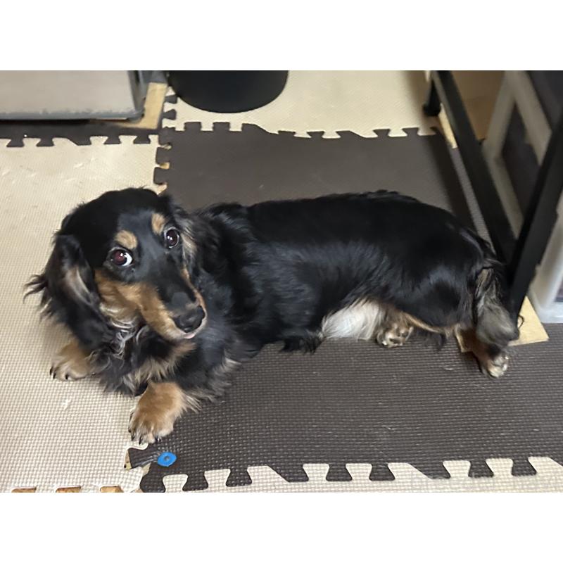 成約済の北海道のミニチュアダックスフンド(ロングヘアード)-400687の2枚目