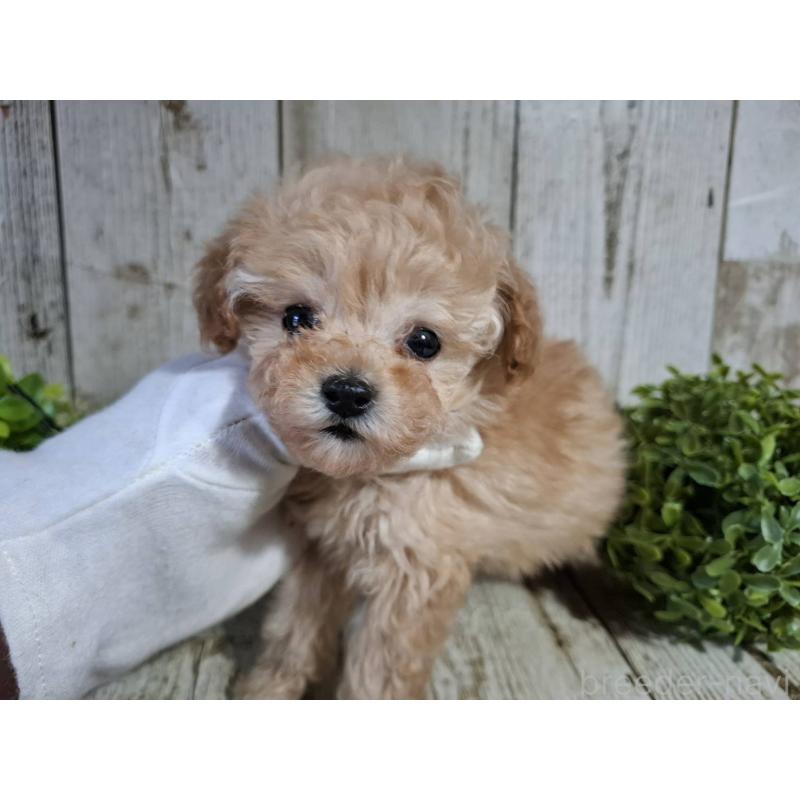 販売中の千葉県のタイニープードル-446026の1枚目