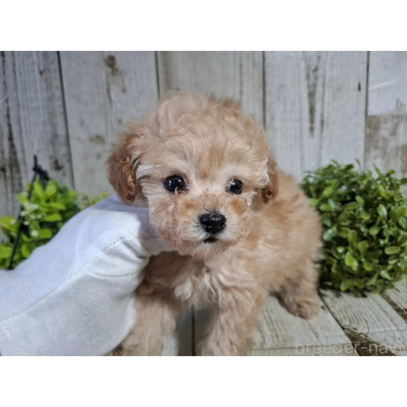 販売中の千葉県のタイニープードル-446026の10枚目