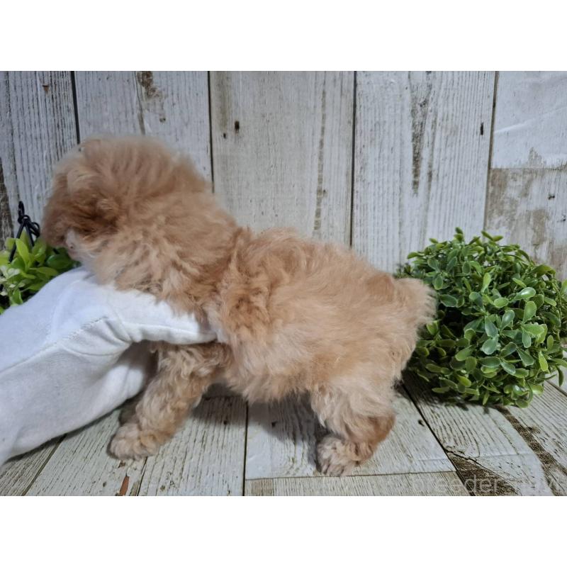 販売中の千葉県のタイニープードル-446026の9枚目