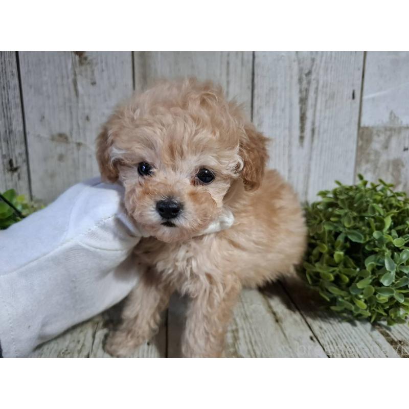 販売中の千葉県のタイニープードル-446026の8枚目