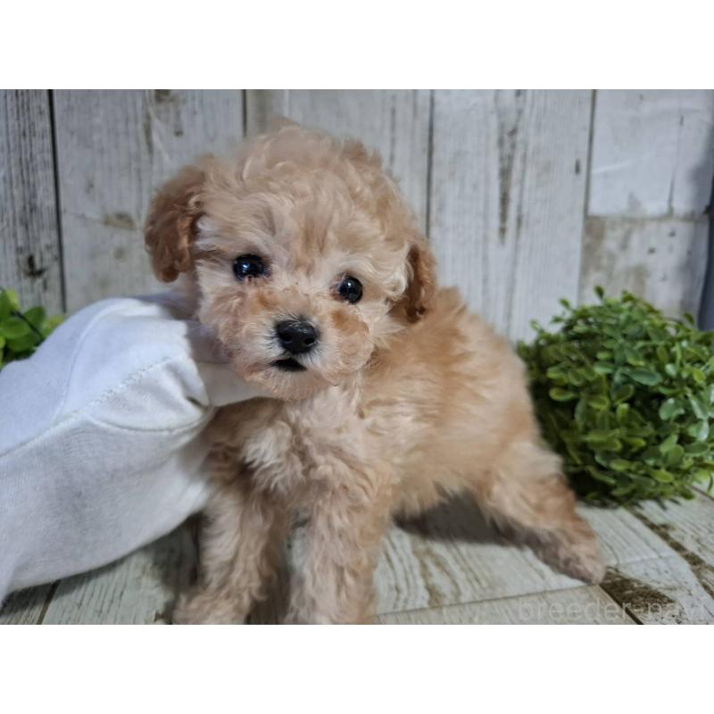 販売中の千葉県のタイニープードル-446026の7枚目
