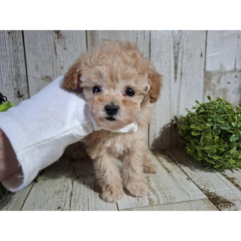 販売中の千葉県のタイニープードル-446026の6枚目