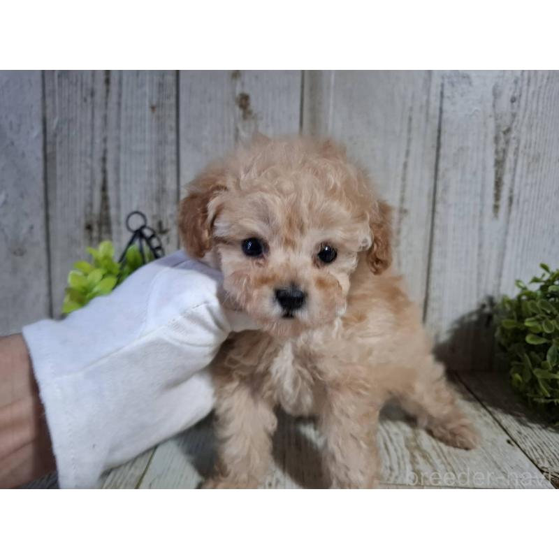 販売中の千葉県のタイニープードル-446026の5枚目
